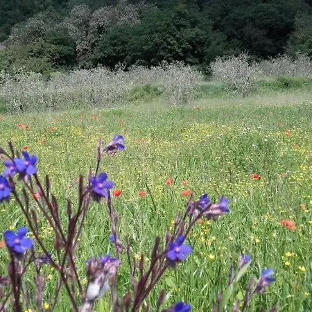 Agriturismo Casa Degli Ulivi Farm stay